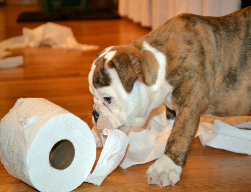 potty training a teddy bear puppy