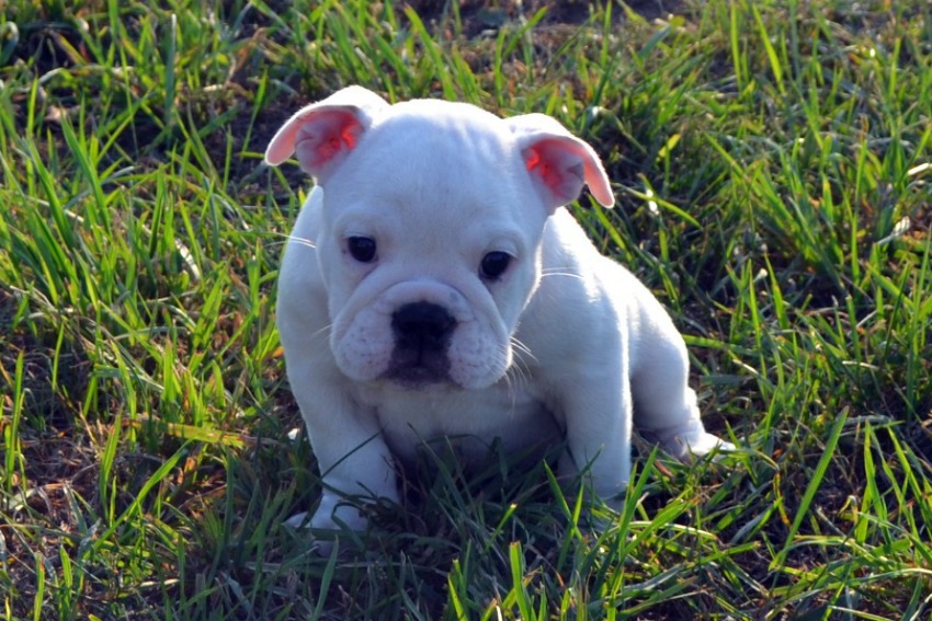 Potty Training Ideas - Tip of the Ozarks Puppies