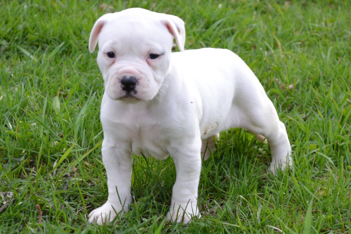 American Bulldog Puppies 1lilly