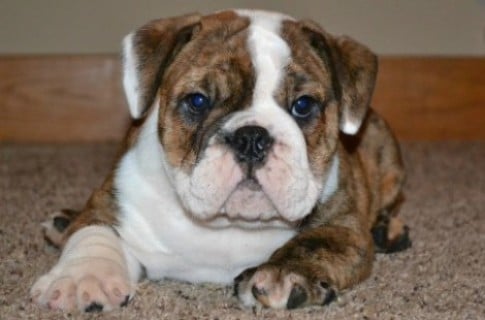 Puppies Of Bulldog