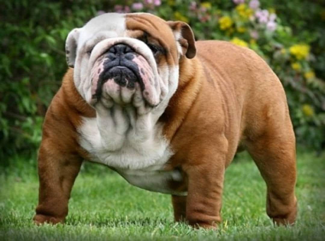 Why The Overdone, Heavy Wrinkled Bulldog Is Killing The ...
