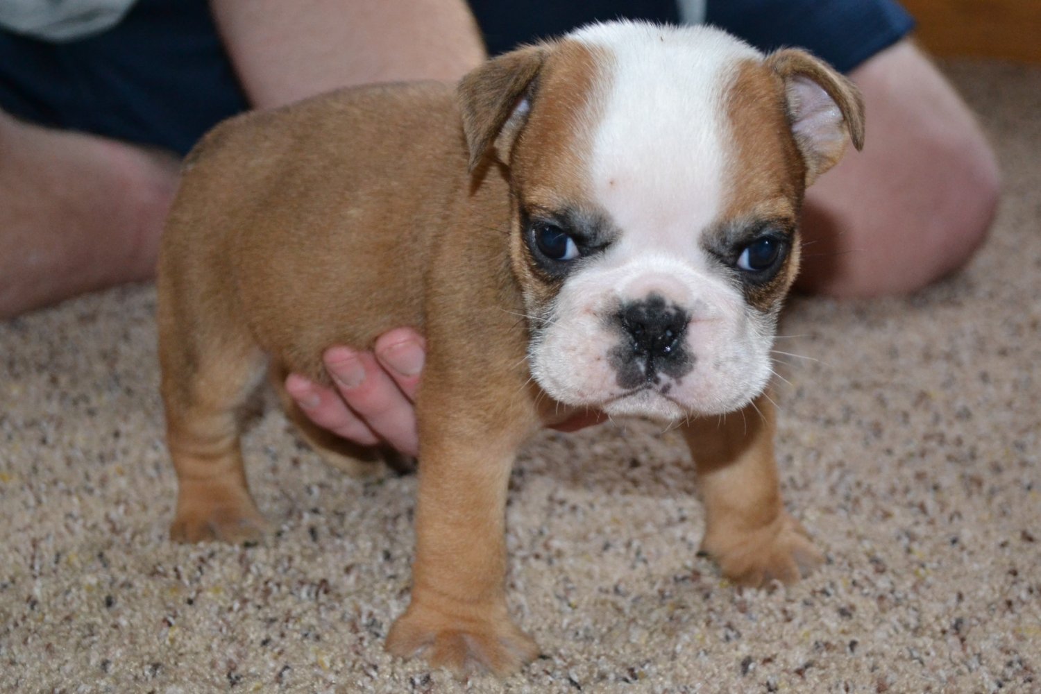 baby american bulldog