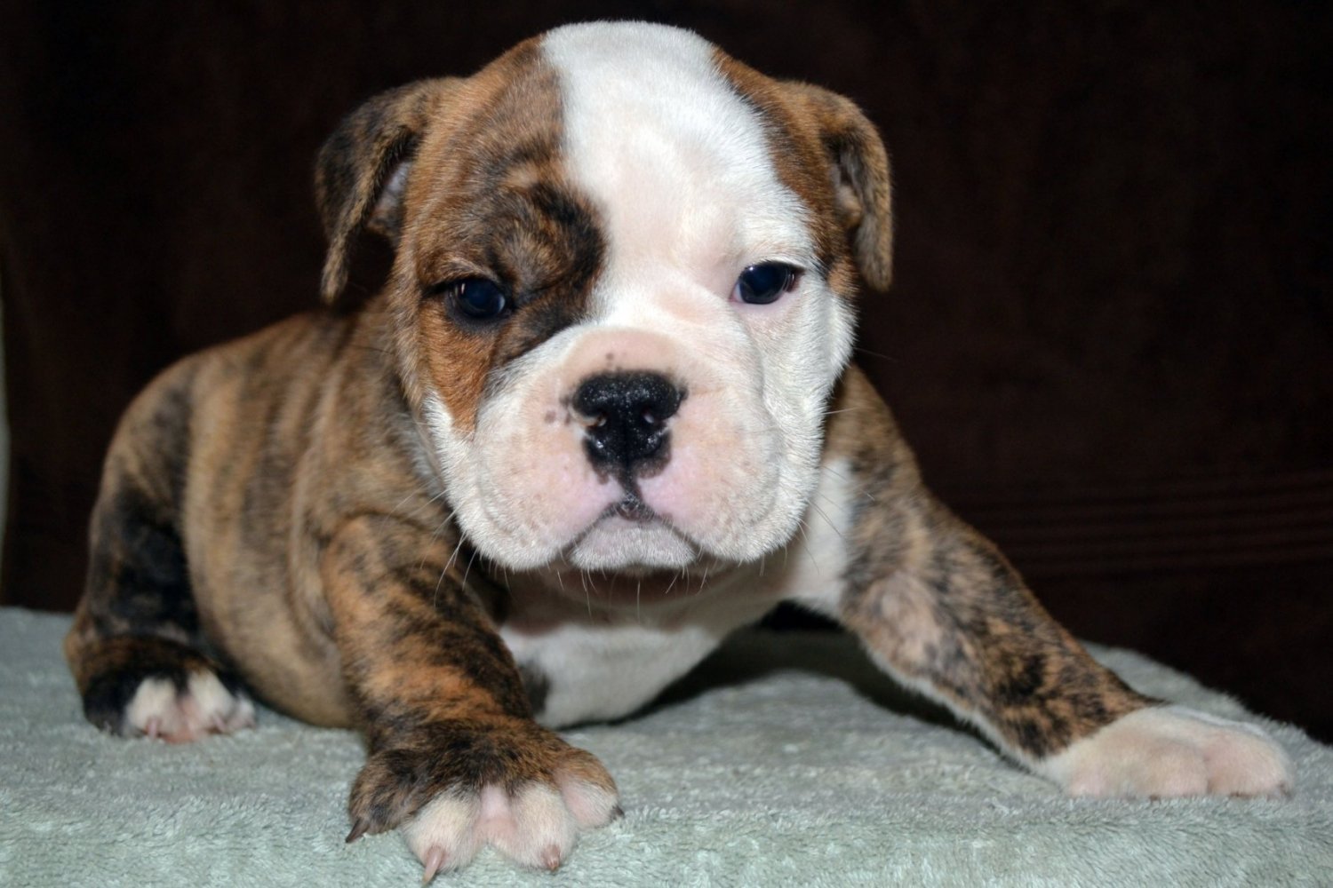 English Bulldog Puppy for Sale | American Bulldog Puppies ...