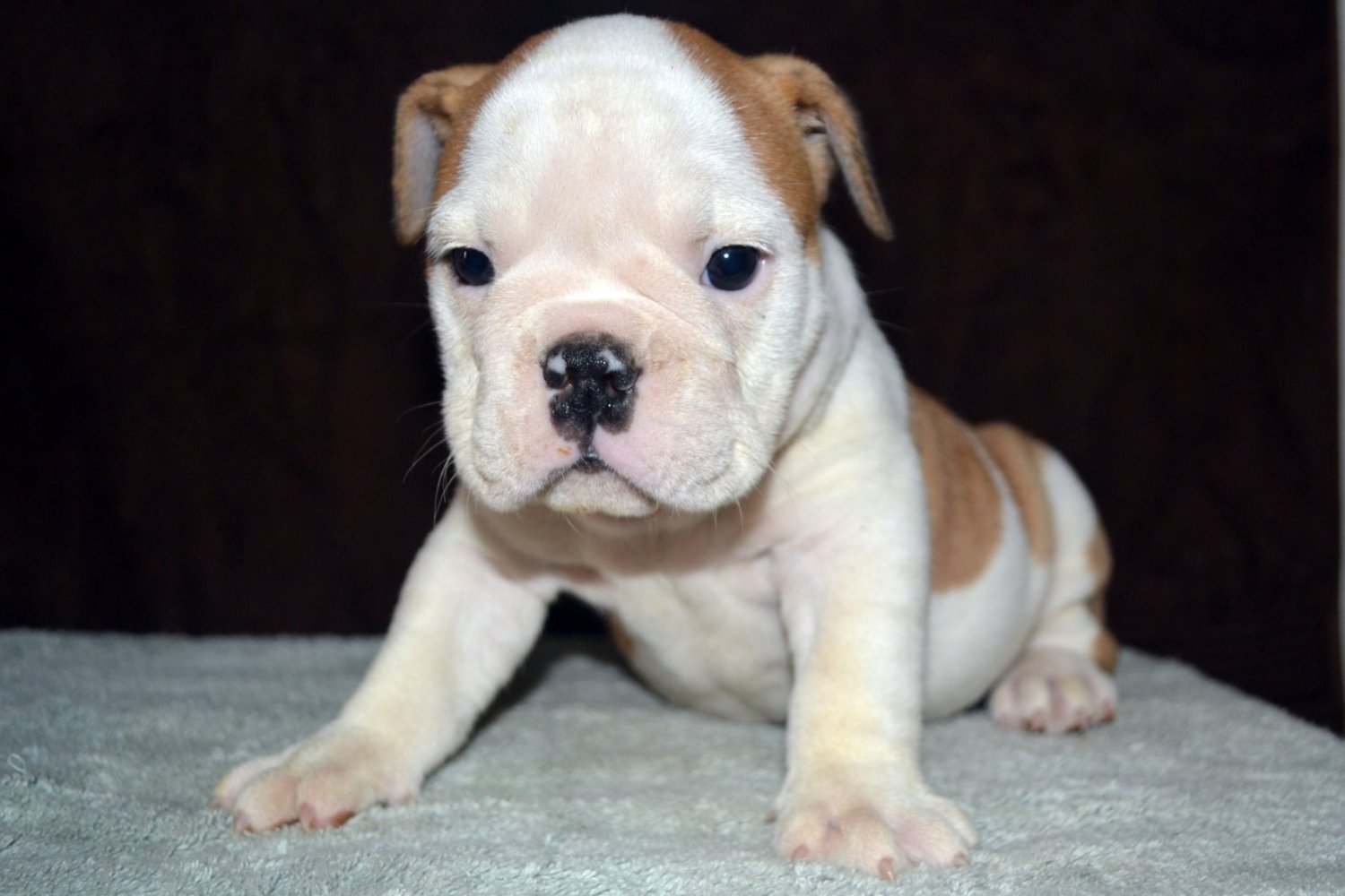 English Bulldog Puppy for Sale | American Bulldog Puppies ...