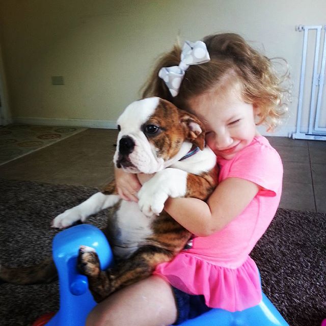 reputable english bulldog breeders