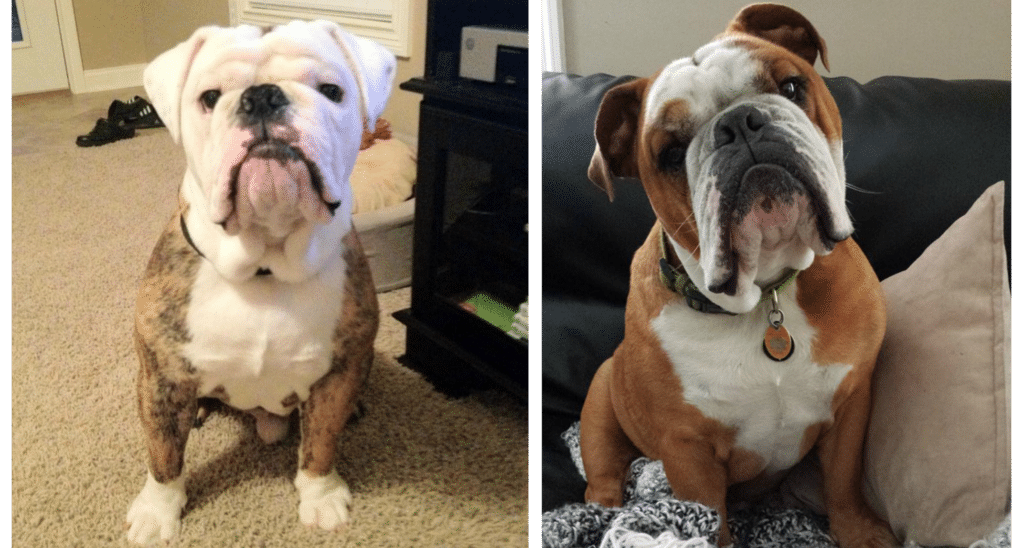 English Bulldogs for Sale