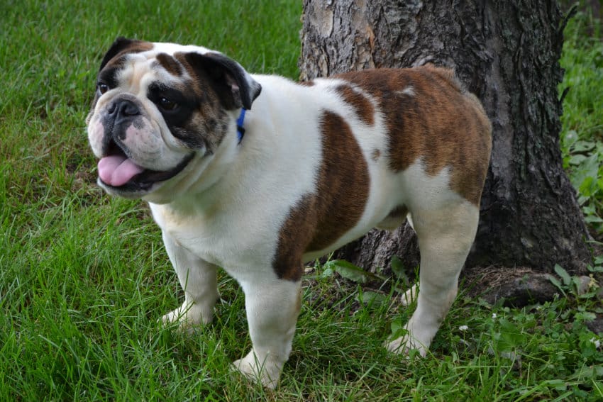 English Bulldogs for Sale