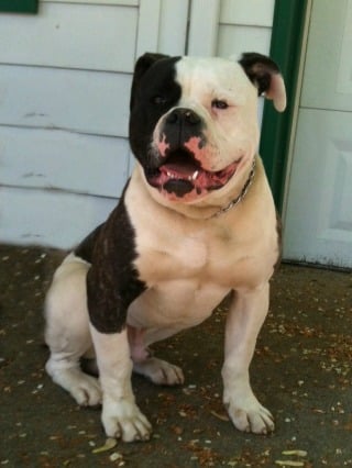 buy american bulldog