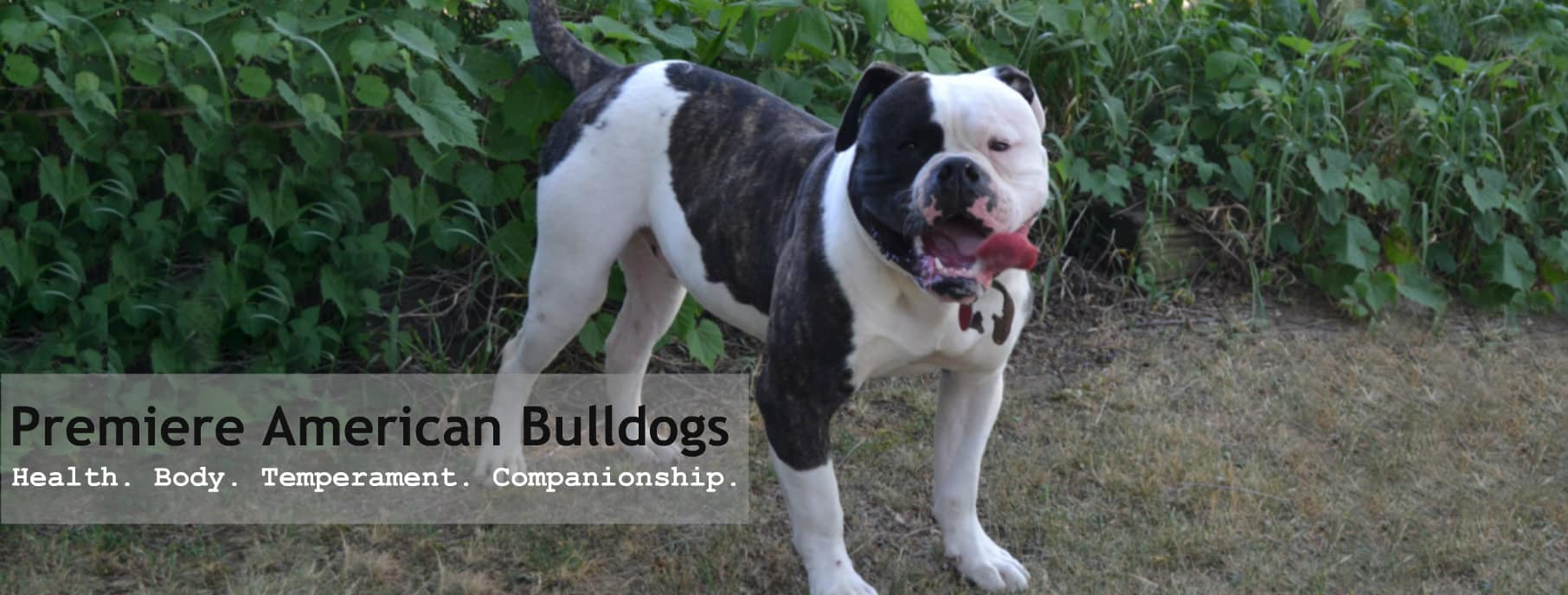 reputable american bulldog breeders