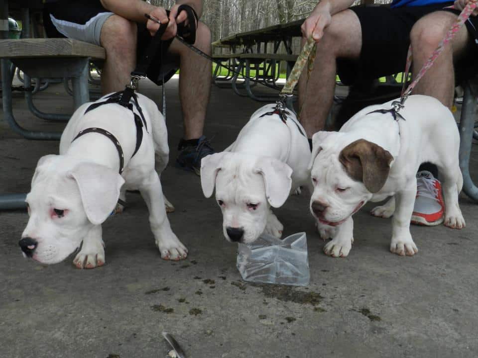 scott american bulldog puppies