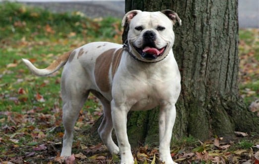 American Bulldog Puppy Information | Bruiser Bulldogs