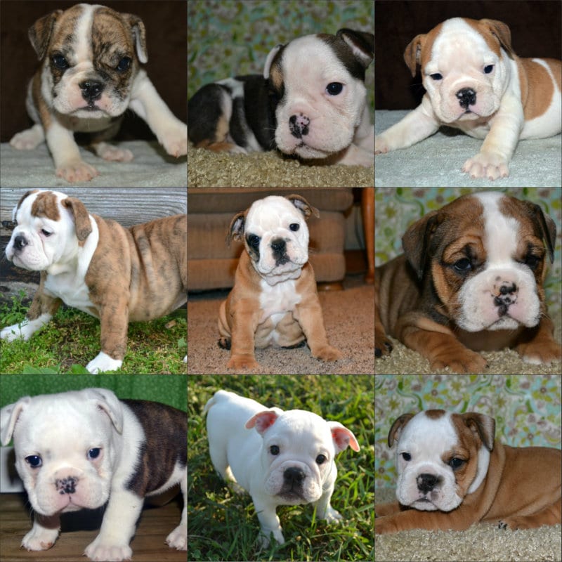 English Bulldog Puppy Prep Information -Bruiser Bulldogs