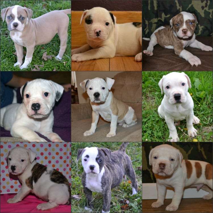 scott american bulldog puppies