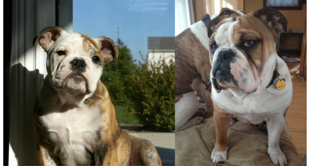 healthy English Bulldog