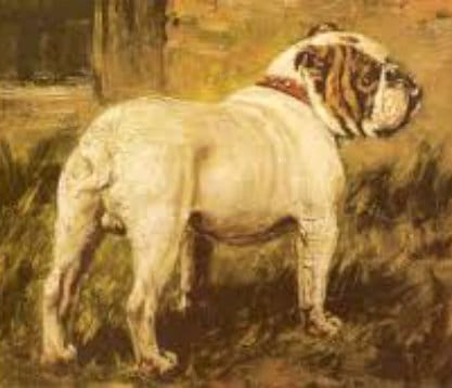 Historical English Bulldog