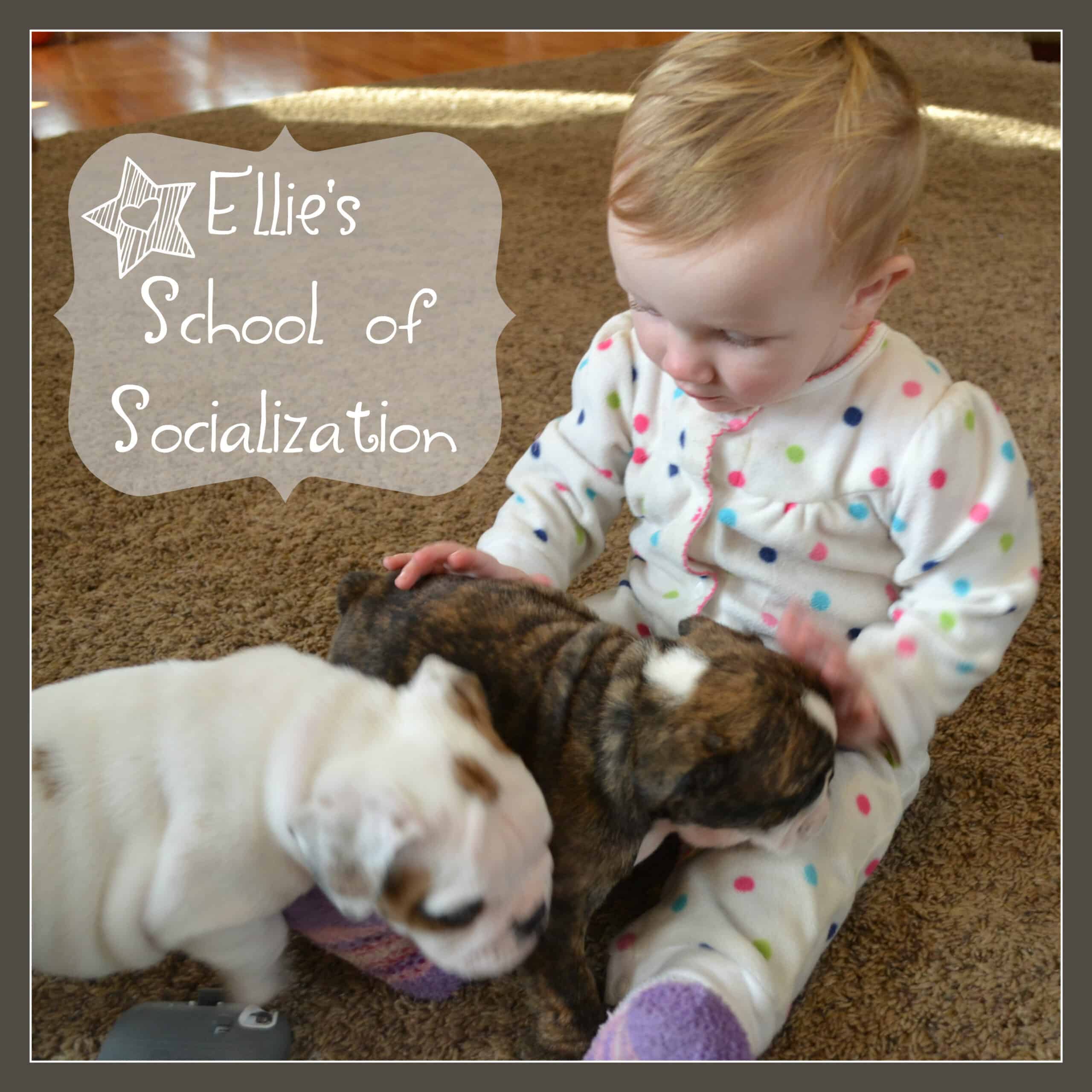 Bulldog Puppies Socialization