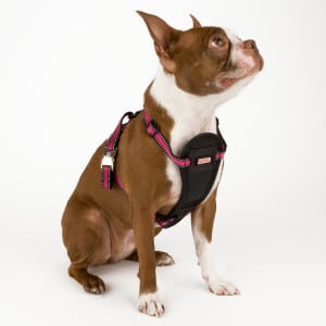 your new bulldog should wear a harness