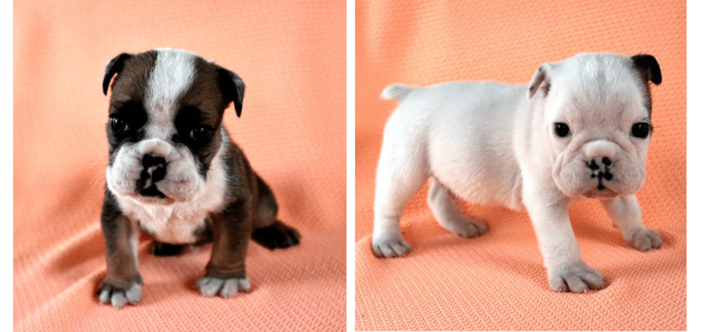 English Bulldog Puppies - Beginning 