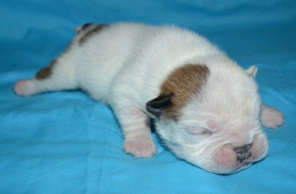 2 week old English Bulldog puppy