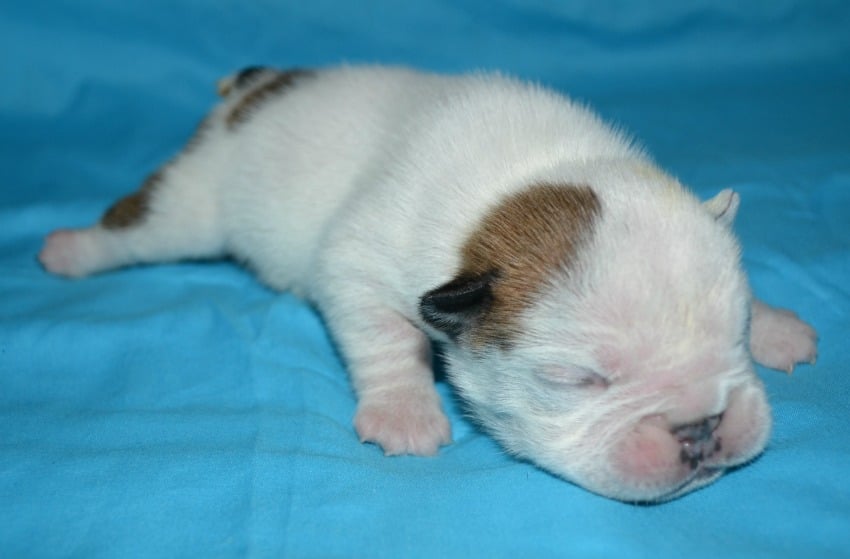 99+ Pictures Of Newborn English Bulldog Puppies