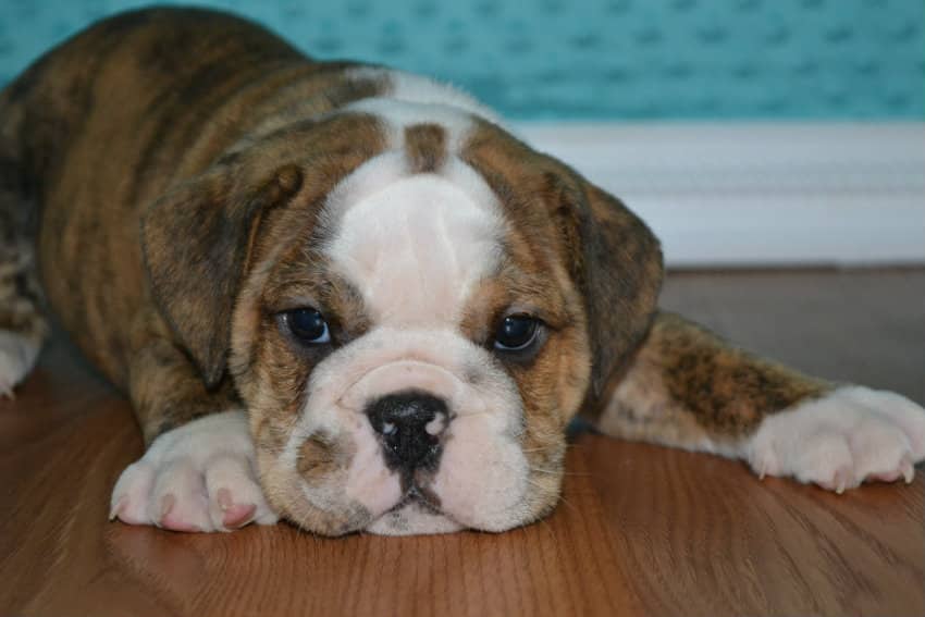 newborn bulldog puppy