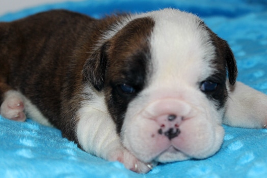 2 week old sales english bulldog