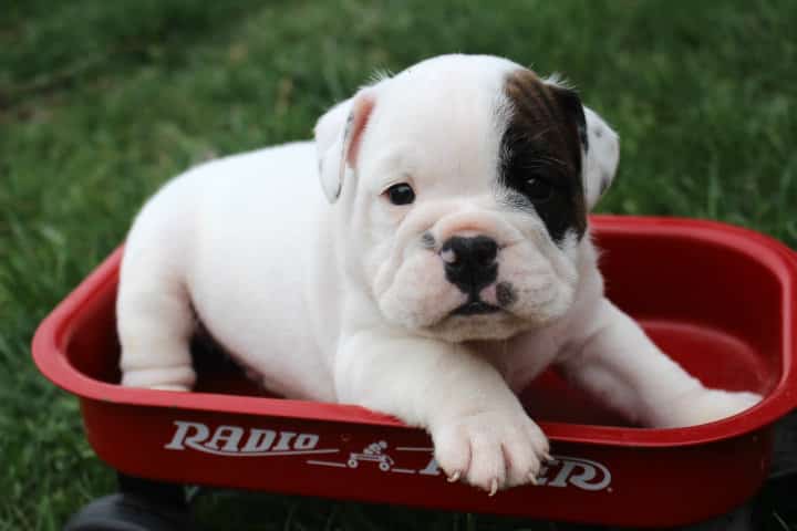 1 week old english bulldog