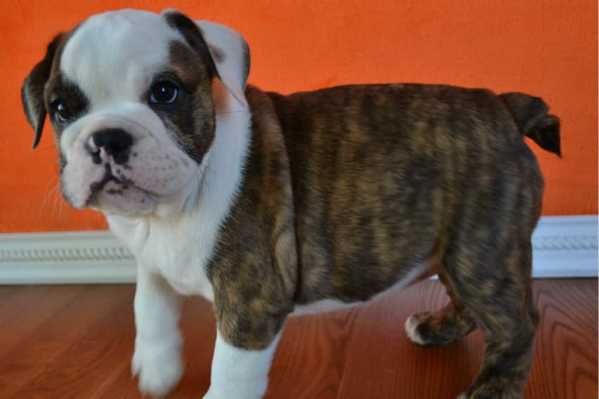 english bulldog 8 weeks