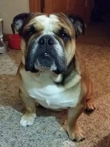 wrinkly bulldog puppy