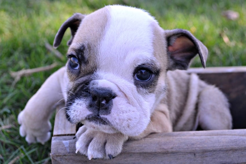 Blue eyed english bulldog puppies 2024 for sale