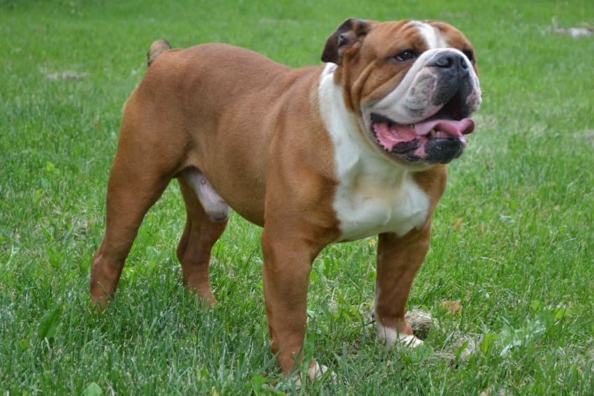 how much should a english bulldog weight at 5 months