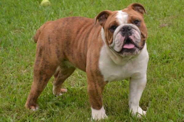 female english bulldog puppies