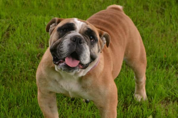 Healthy English Bulldogs Professional Breeders Bruiser