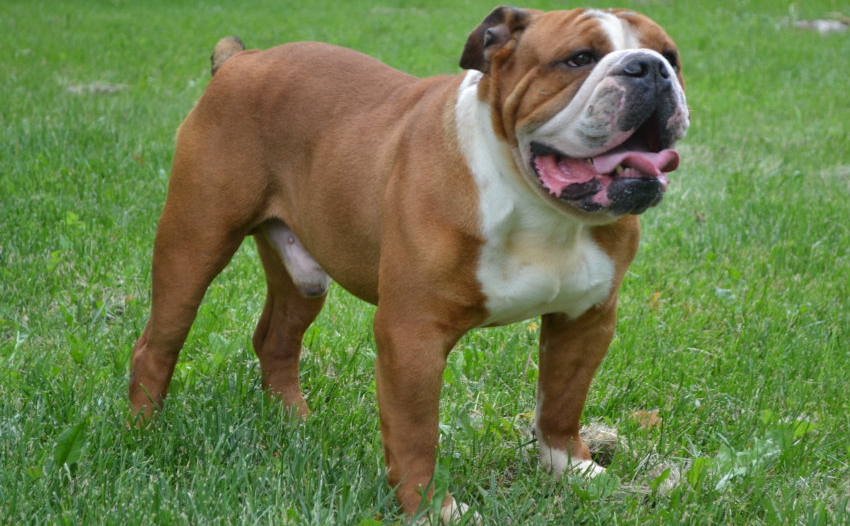 English Bulldog Info | Bruiser Bulldogs