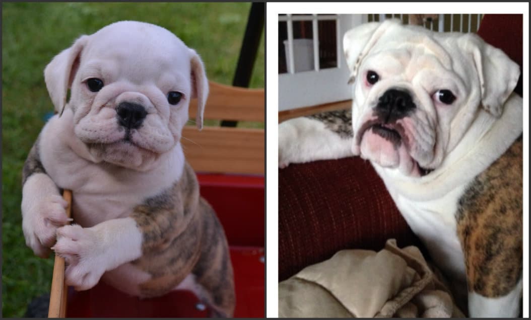 English Bulldog Puppies For Sale - Before and after - Bruiser ...