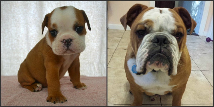 English Bulldog Puppies For Sale Before After Bruiser Bulldogsbruiser Bulldogs