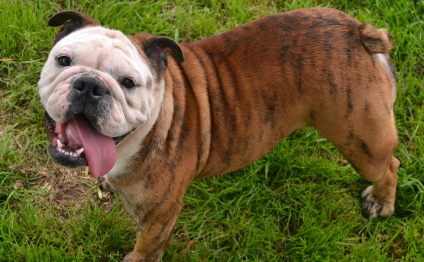 English Bulldog Puppy Prep Information -Bruiser Bulldogs