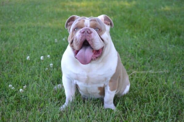 healthy bulldog puppies