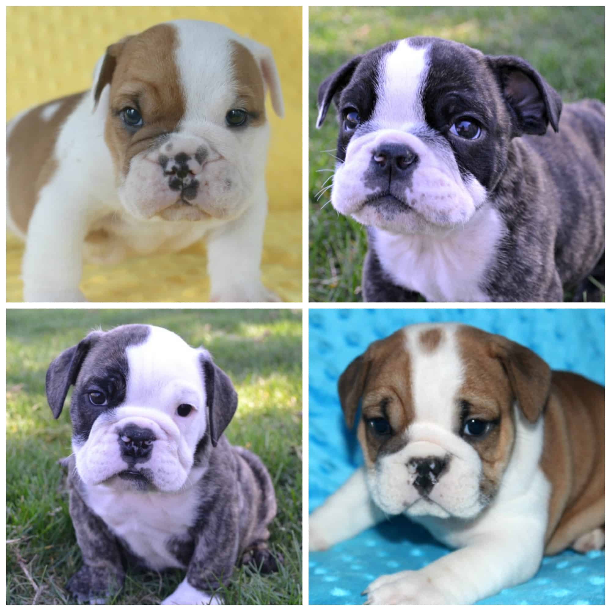 English Bulldog Stud Service -Bruiser Bulldogs