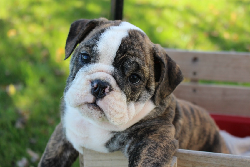 Bulldog Puppies for Sale Bull Dog Puppy | Bruiser Bulldogs