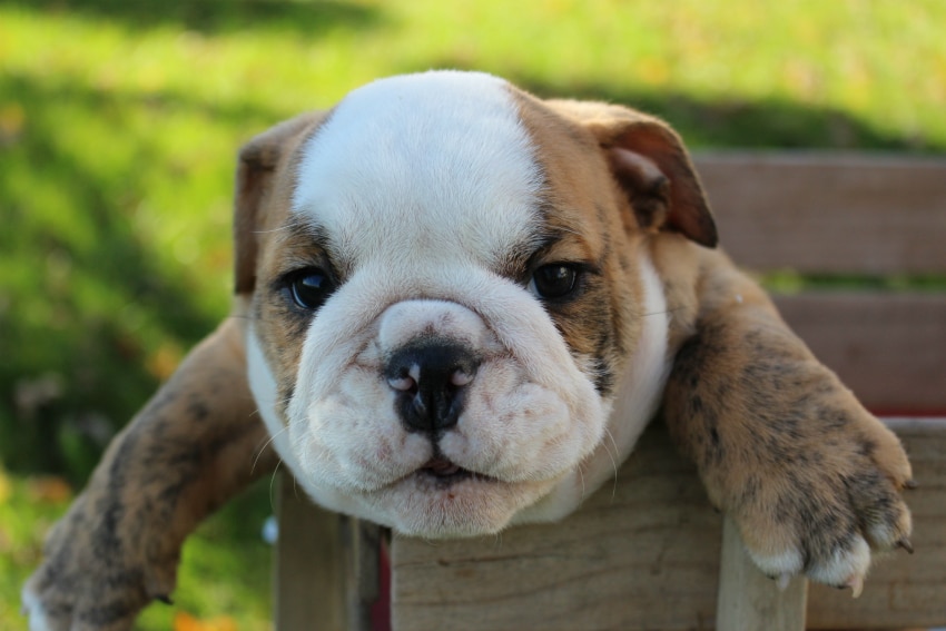 Bulldog Puppies for Sale Bull Dog Puppy | Bruiser Bulldogs