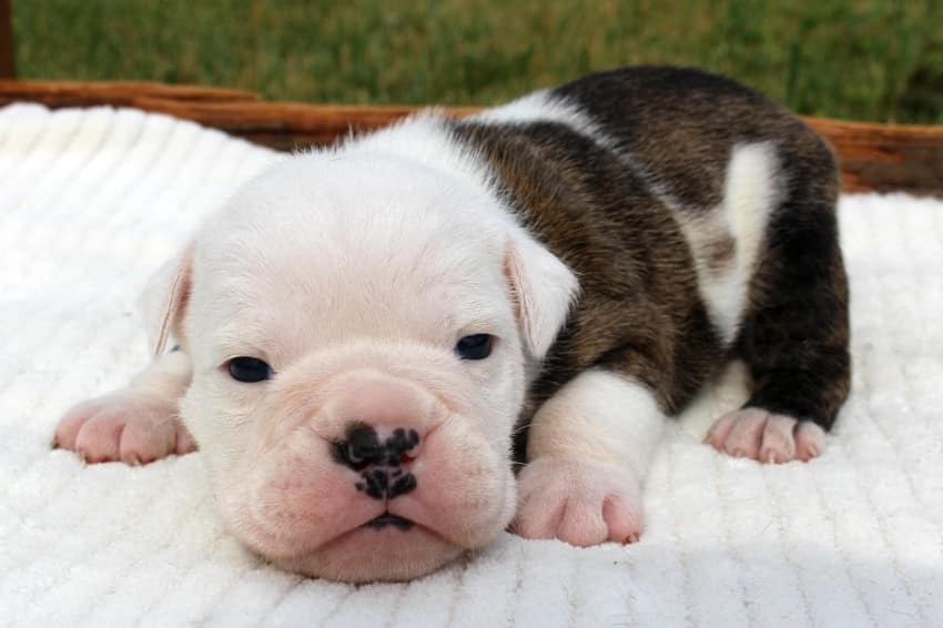 Bulldog Puppies for Sale Bull Dog Puppy | Bruiser Bulldogs