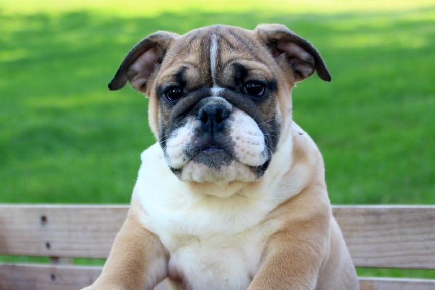 Bulldog Puppies for Sale Bull Dog Puppy | Bruiser Bulldogs