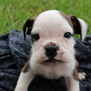 finding the righ English Bulldog Puppy for your family