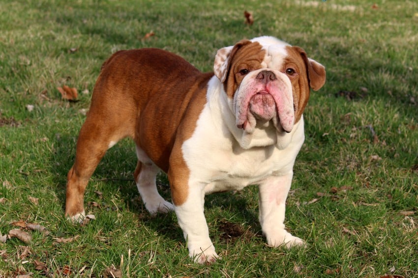 English Bulldog Stud Service -Bruiser Bulldogs