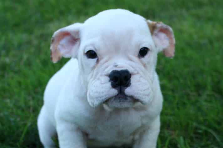 English Bulldog Puppies For Sale | Bulldog Pups For Sale