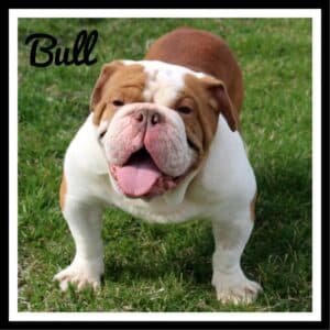 Chocolate English Bulldog Puppies for Sale Color Guide (2024) -Bruiser ...