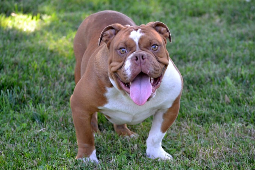 How Bulldog breeders can fix pinched nostrils