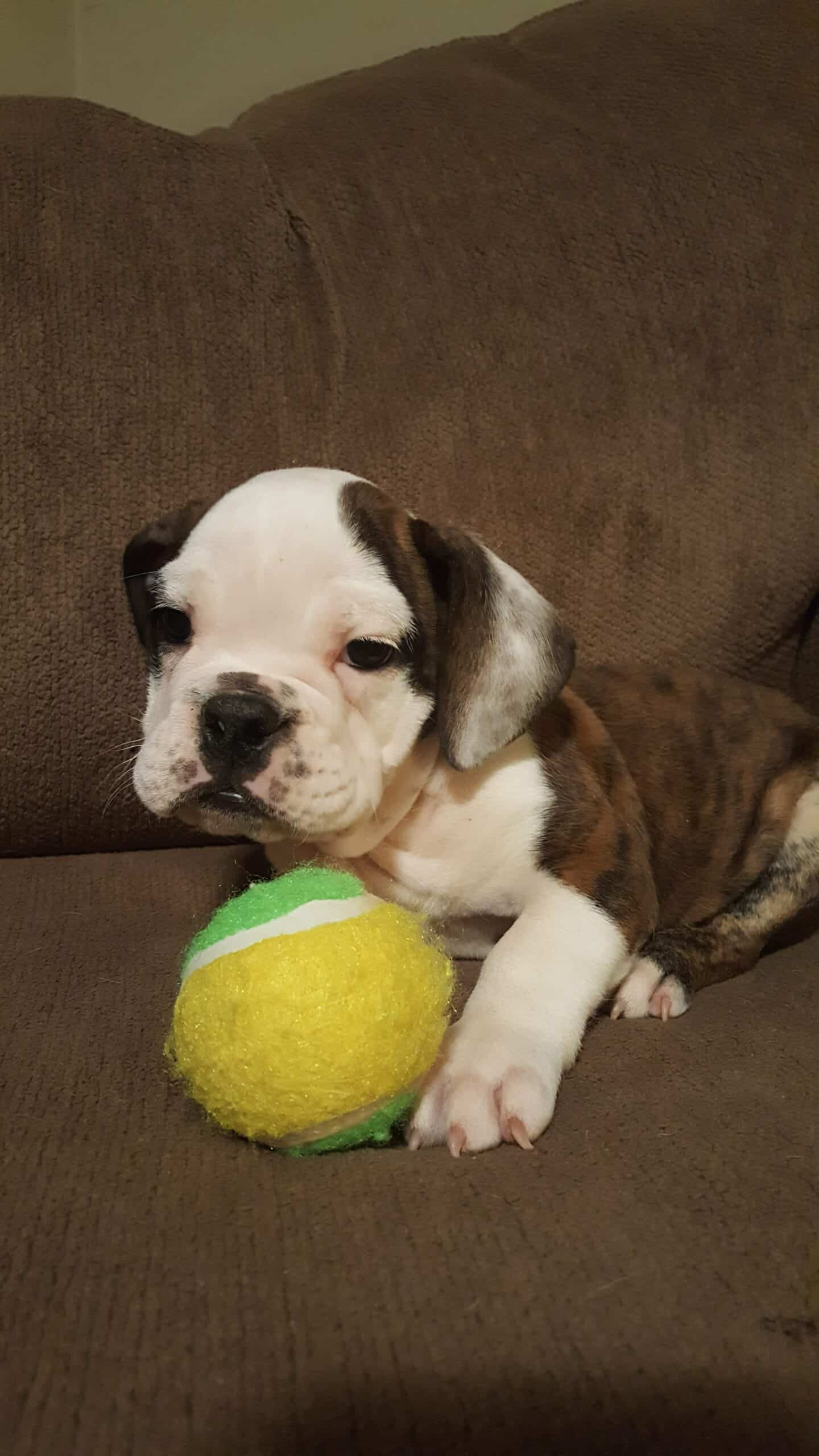 The Best Toys For Your Bulldog