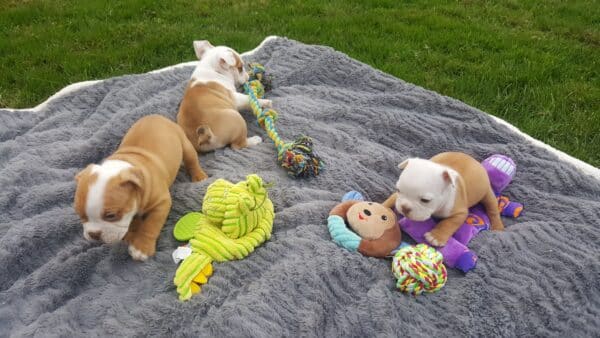 English store bulldog toys